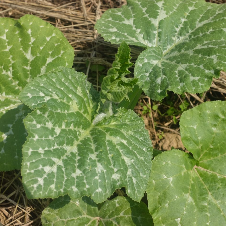 courge-lunca-di-napoli-bio-semence-la-boite-a-graines-2025 (3)_WEB Longue de Naples : Très gros fruit pouvant peser 25 kg avec une chair orange, dense et bonne. Semences reproductibles.
