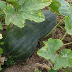 Longue de Naples : Très gros fruit pouvant peser 25 kg avec une chair orange, dense et bonne. Semences reproductibles.