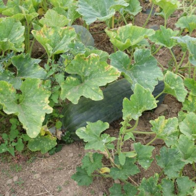Longue de Naples : Très gros fruit pouvant peser 25 kg avec une chair orange, dense et bonne. Semences reproductibles.