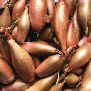 échalion Cuisse de Poulet, variété ancienne idéale pour une culture simple et des saveurs authentiques
