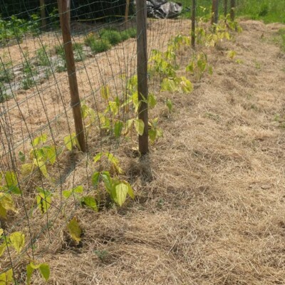Haricot kilomètre Sweet White : variété grimpante très productive, gousses longues, blanches et tendres. Saveur douce, semences reproductibles.
