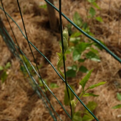 Haricot kilomètre Sweet White : variété grimpante très productive, gousses longues, blanches et tendres. Saveur douce, semences reproductibles.