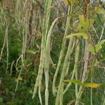 Haricot kilomètre Sweet White : variété grimpante très productive, gousses longues, blanches et tendres. Saveur douce, semences reproductibles.