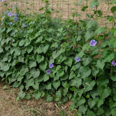 ipomée Blue Star : Variété grimpante présentant des fleurs bleu clair avec une étoile bleu foncé et une gorge blanche. Semences reproductibles.