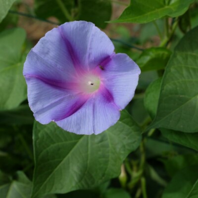 ipomée Blue Star : Variété grimpante présentant des fleurs bleu clair avec une étoile bleu foncé et une gorge blanche. Semences reproductibles.