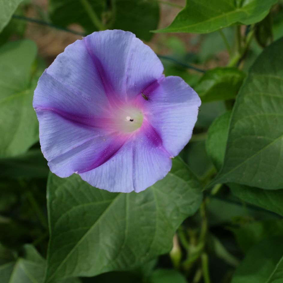 ipomée blue star (3)_WEB ipomée Blue Star : Variété grimpante présentant des fleurs bleu clair avec une étoile bleu foncé et une gorge blanche. Semences reproductibles.