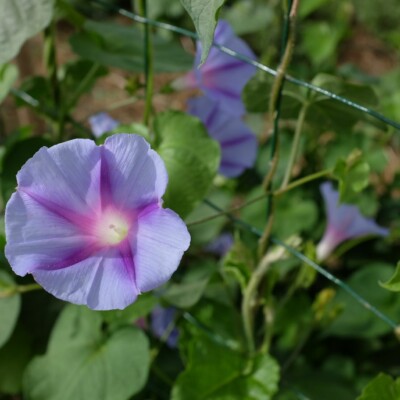 ipomée Blue Star : Variété grimpante présentant des fleurs bleu clair avec une étoile bleu foncé et une gorge blanche. Semences reproductibles.