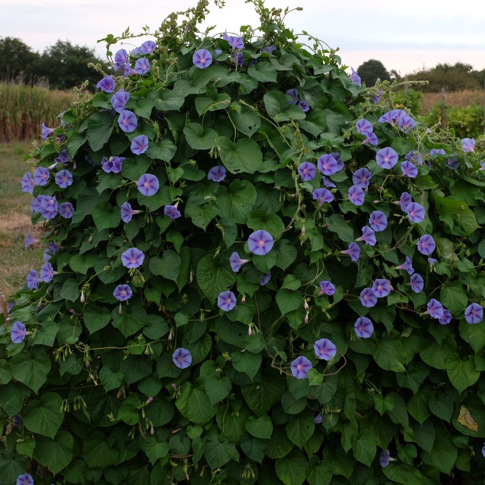 ipomée forage (2)_WEB ipomée Blue Star : Variété grimpante présentant des fleurs bleu clair avec une étoile bleu foncé et une gorge blanche. Semences reproductibles.