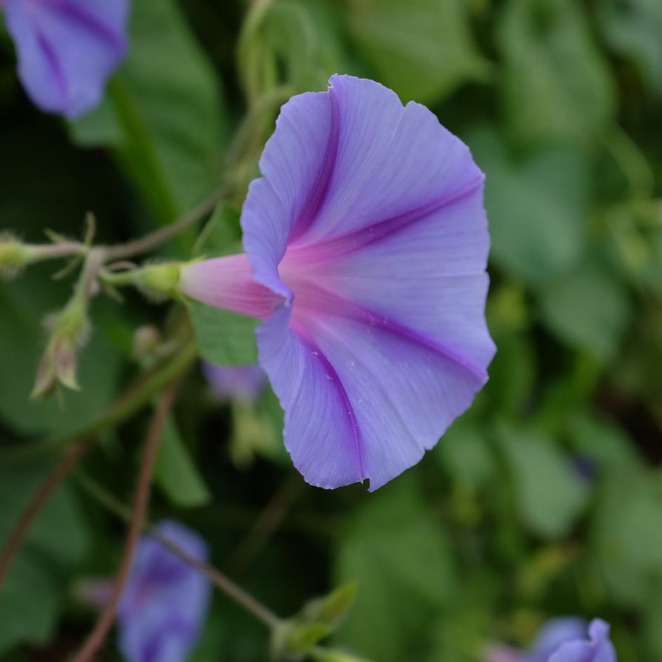 ipomée Blue Star : Variété grimpante présentant des fleurs bleu clair avec une étoile bleu foncé et une gorge blanche. Semences reproductibles.