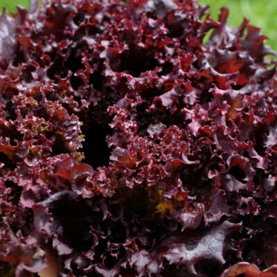Laitue Lollo Rossa : Belle variété aux feuilles frisées, ondulées, très tendres et de couleur rouge brillant. Salades compactes, à récolter feuilles par feuilles.