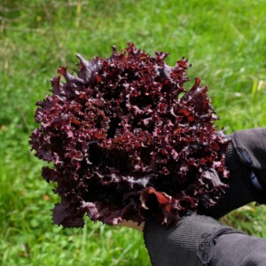 Laitue Lollo Rossa : Belle variété aux feuilles frisées, ondulées, très tendres et de couleur rouge brillant. Salades compactes, à récolter feuilles par feuilles.