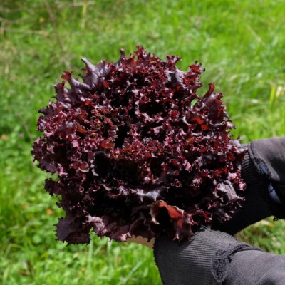 Laitue Lollo Rossa : Belle variété aux feuilles frisées, ondulées, très tendres et de couleur rouge brillant. Salades compactes, à récolter feuilles par feuilles.