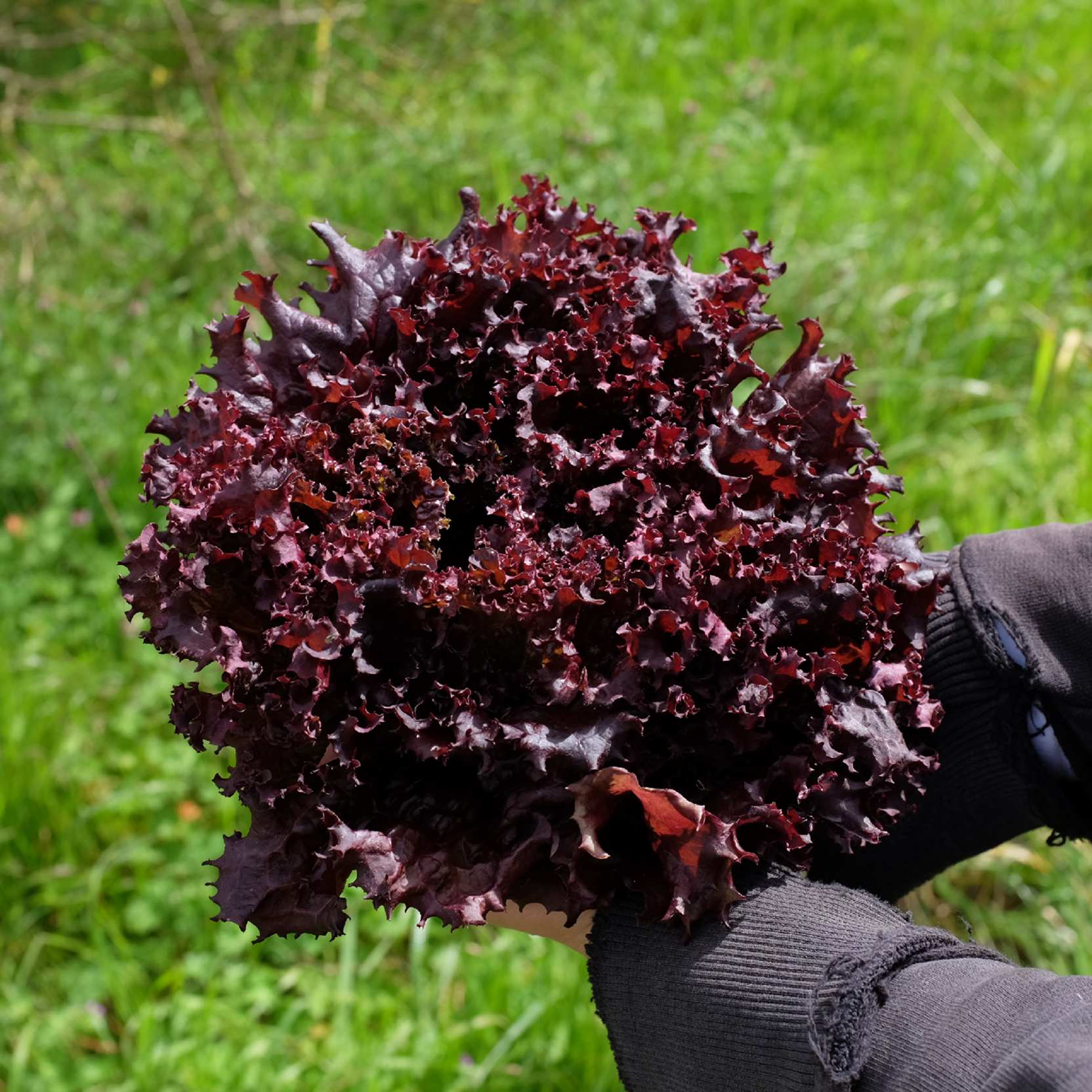 Laitue Lollo Rossa : Belle variété aux feuilles frisées, ondulées, très tendres et de couleur rouge brillant. Salades compactes, à récolter feuilles par feuilles.