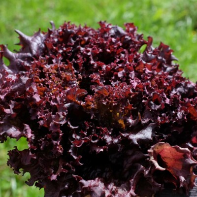 Laitue Lollo Rossa : Belle variété aux feuilles frisées, ondulées, très tendres et de couleur rouge brillant. Salades compactes, à récolter feuilles par feuilles.