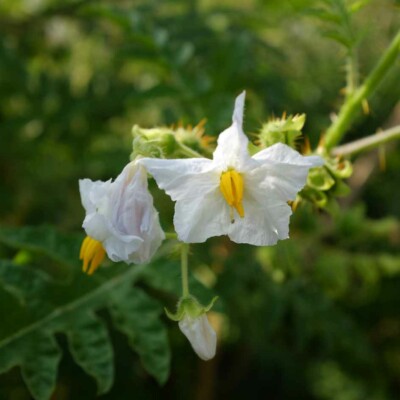 Fleurs blanches de Morelle de Balbis Mamoncillos graines bio