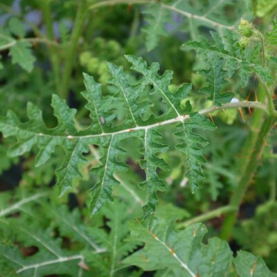 Feuille lobée de Morelle de Balbis Mamoncillos bio