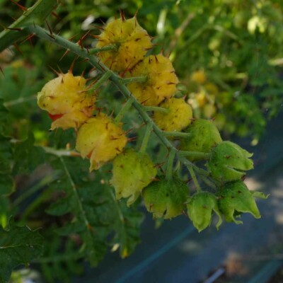 Grappe de fruits épineux de Morelle de Balbis Mamoncillos