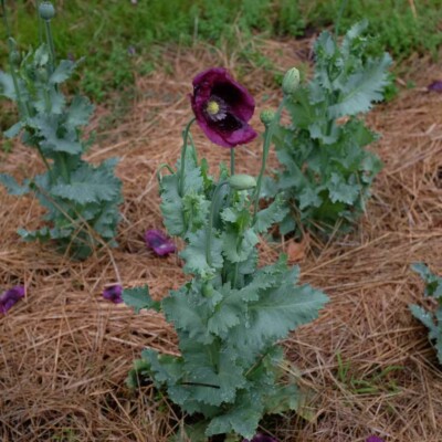 Plant de pavot lauren's grape en gros plan avec pied et fleur. bio