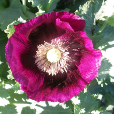 Fleur de pavot lauren's grape en gros plan pétale violet et étamines blanches bio