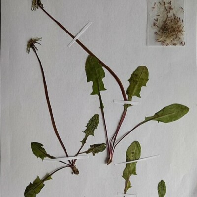 Pissenlit sauvage bio : Donne une bonne salade vigoureuse en début de printemps. Peut être blanchie et forcée.