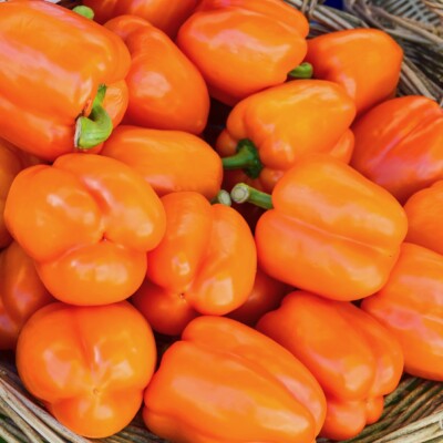 poivron californian wonder Orange, une belle variété de poivron carré, charnu, d'un beau orange vif