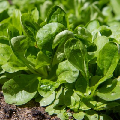 mâche Gala prête à être récoltée