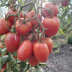 grappe de fruits rouges sur pied de la tomate Olirose de St Domingue