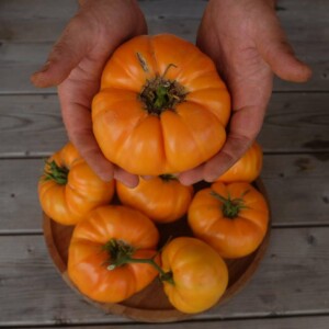tomate Dr Wyche's Yellow : variété de type beefsteack, de couleur orange-jaune. Gros fruits, saveur douce. Variété ancienne.