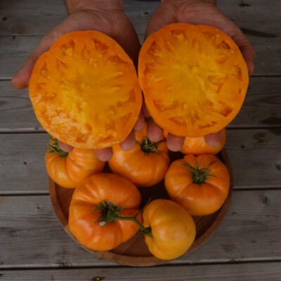 tomate Dr Wyche's Yellow : variété de type beefsteack, de couleur orange-jaune. Gros fruits, saveur douce. Variété ancienne.
