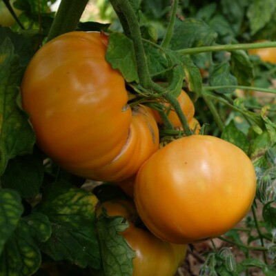 tomate Dr Wyche's Yellow : variété de type beefsteack, de couleur orange-jaune. Gros fruits, saveur douce. Variété ancienne.