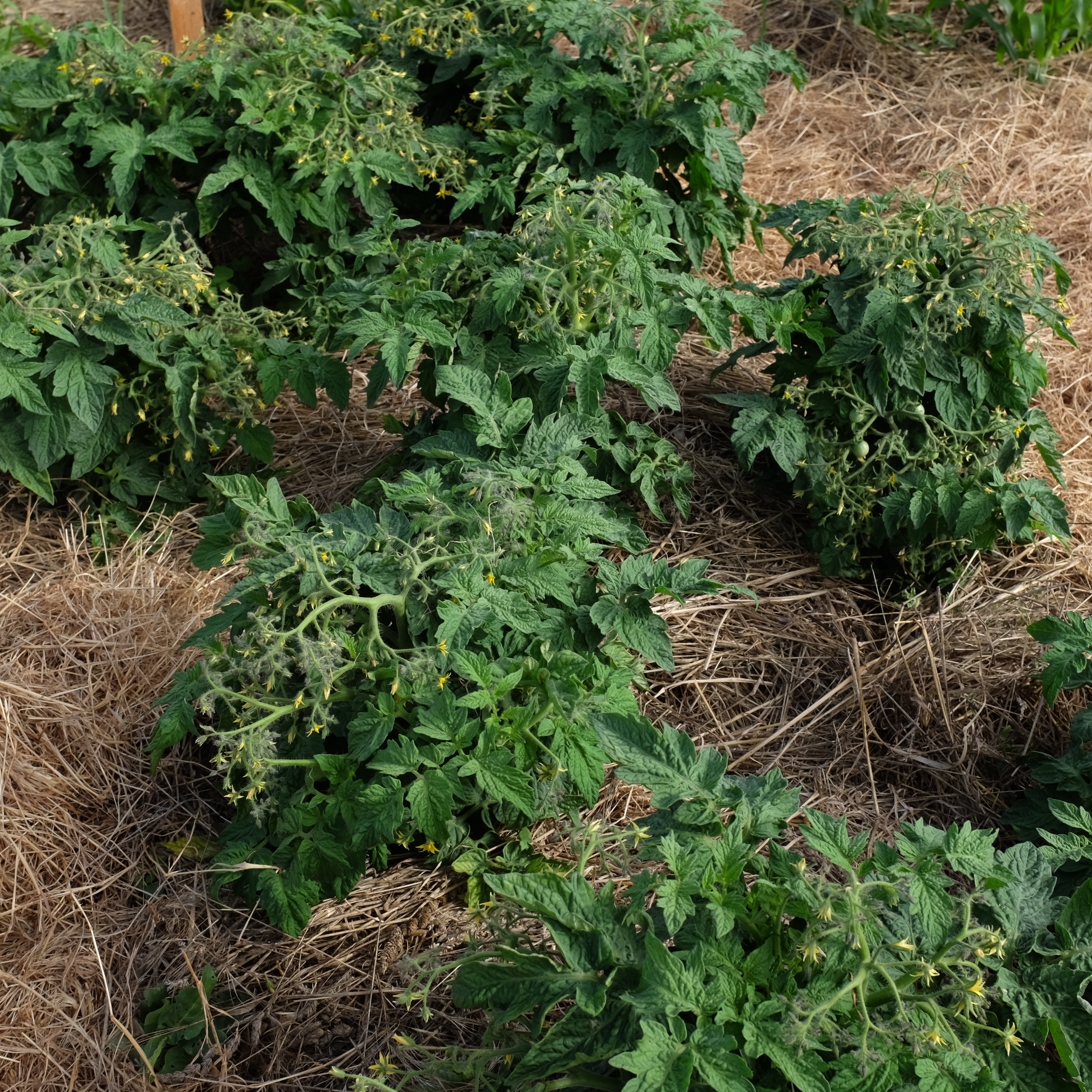 tomate geranium kiss (1) Petites tomates rouges de la variété Geranium Kiss sur un plant nain et buissonnant