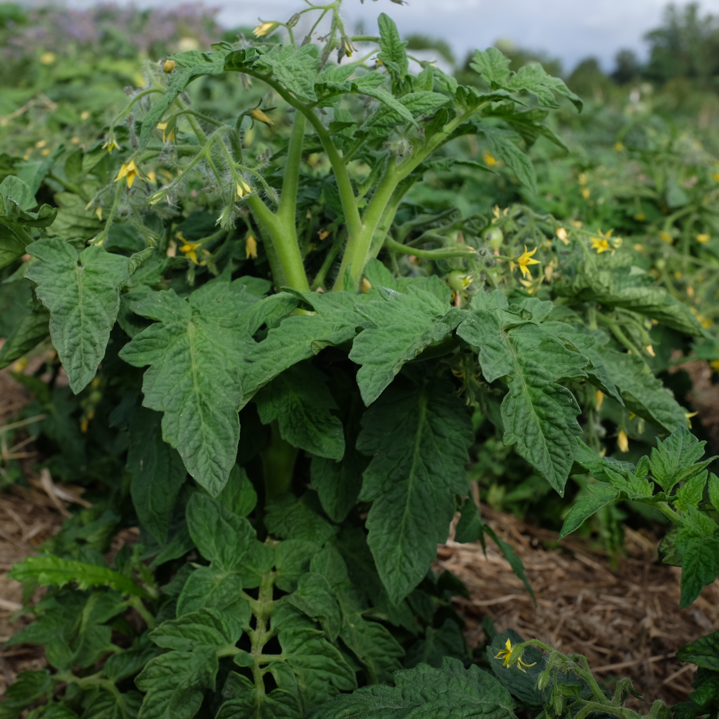 tomate geranium kiss (8) Petites tomates rouges de la variété Geranium Kiss sur un plant nain et buissonnant