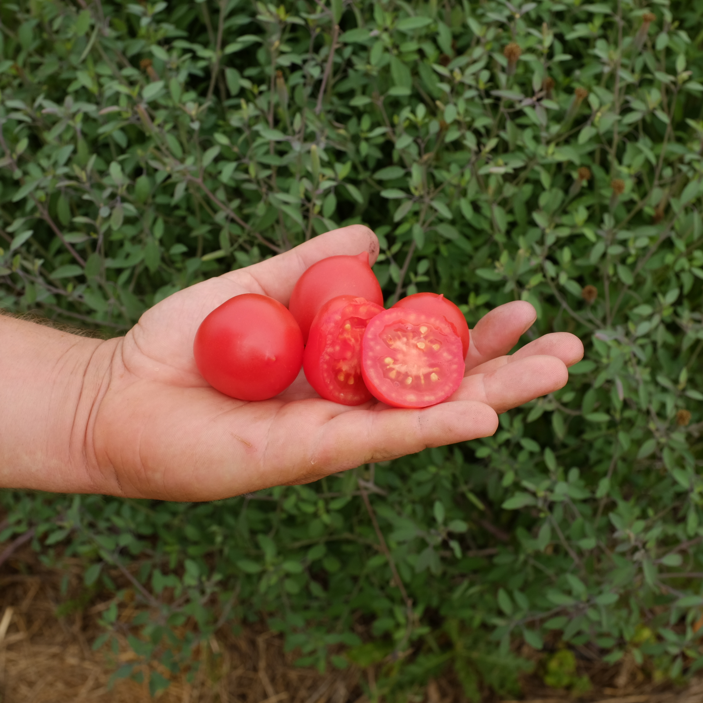 tomate-geranium-kiss-bio-semence-la-boite-a-graines-2025 (12) Petites tomates rouges de la variété Geranium Kiss sur un plant nain et buissonnant