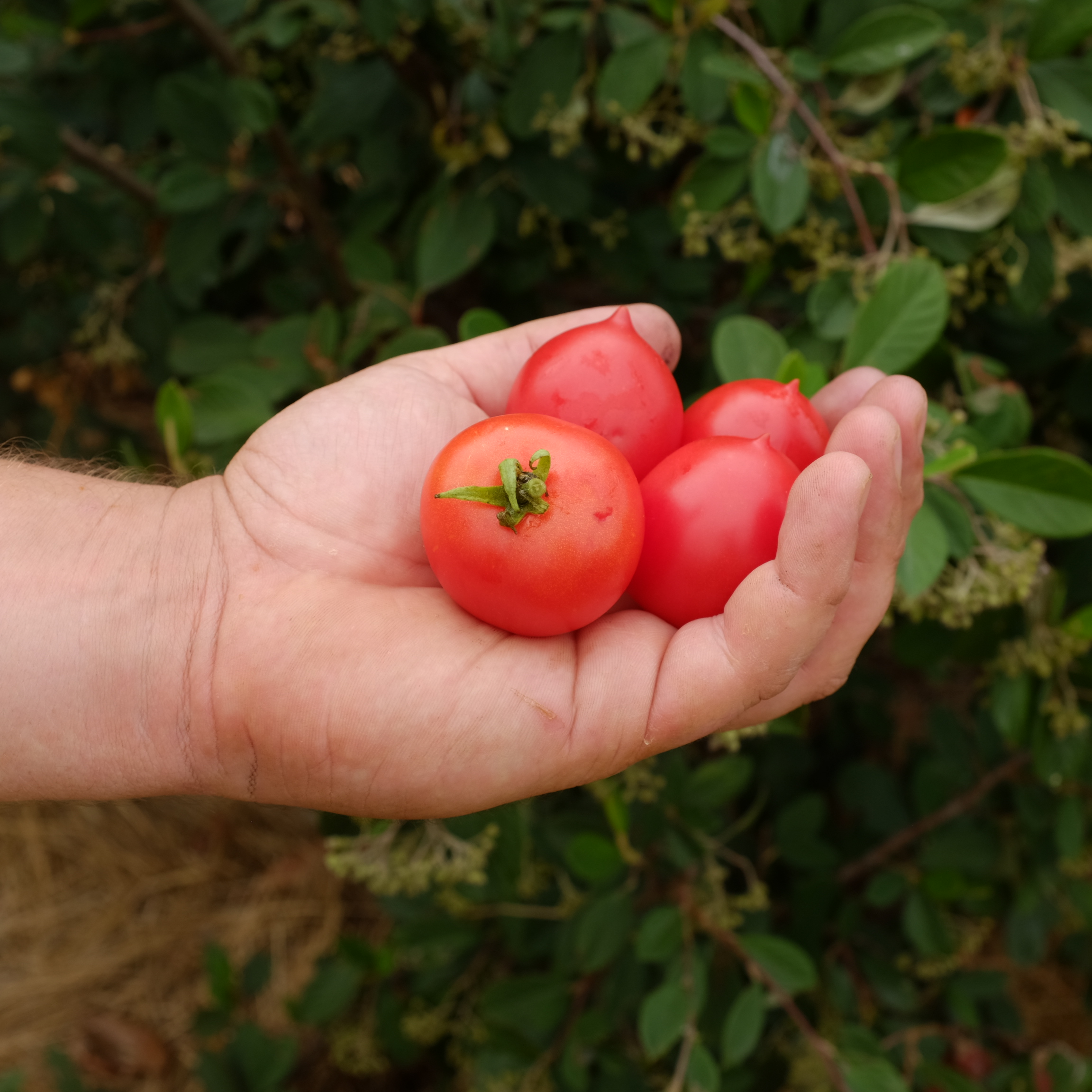 tomate-geranium-kiss-bio-semence-la-boite-a-graines-2025 (5) Petites tomates rouges de la variété Geranium Kiss sur un plant nain et buissonnant