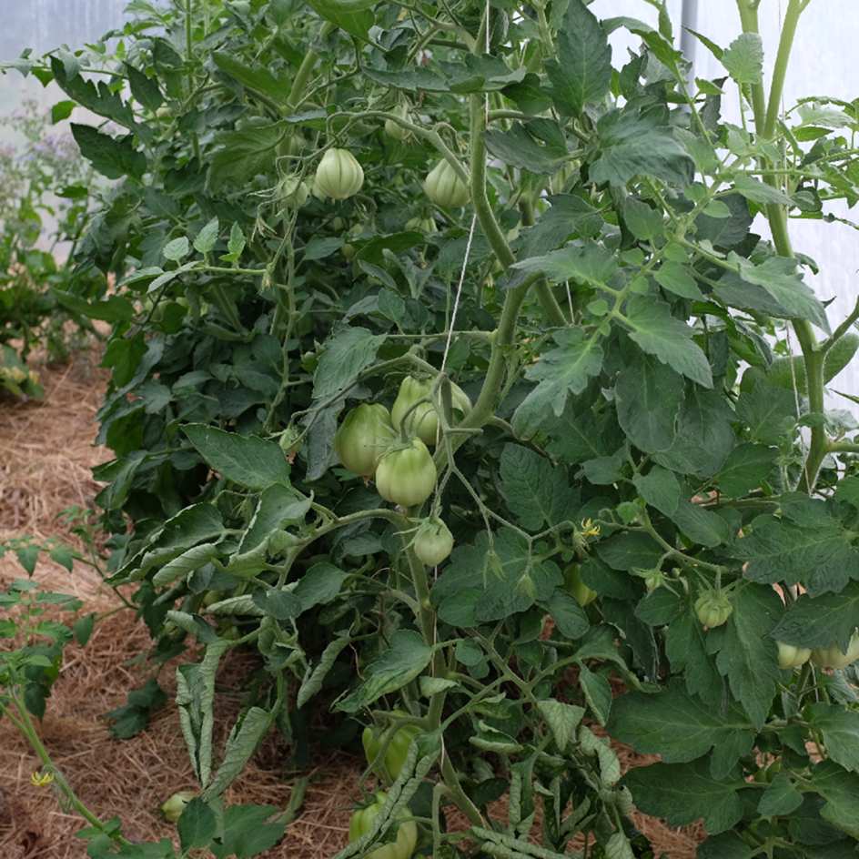 tomate goldman italian american (1)_WEB