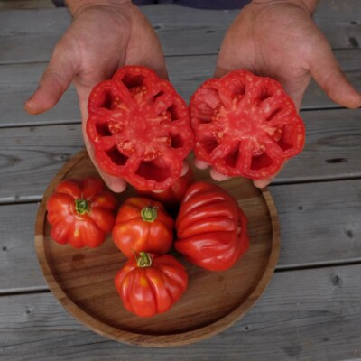 Tomate Goldman's Italian American Bio