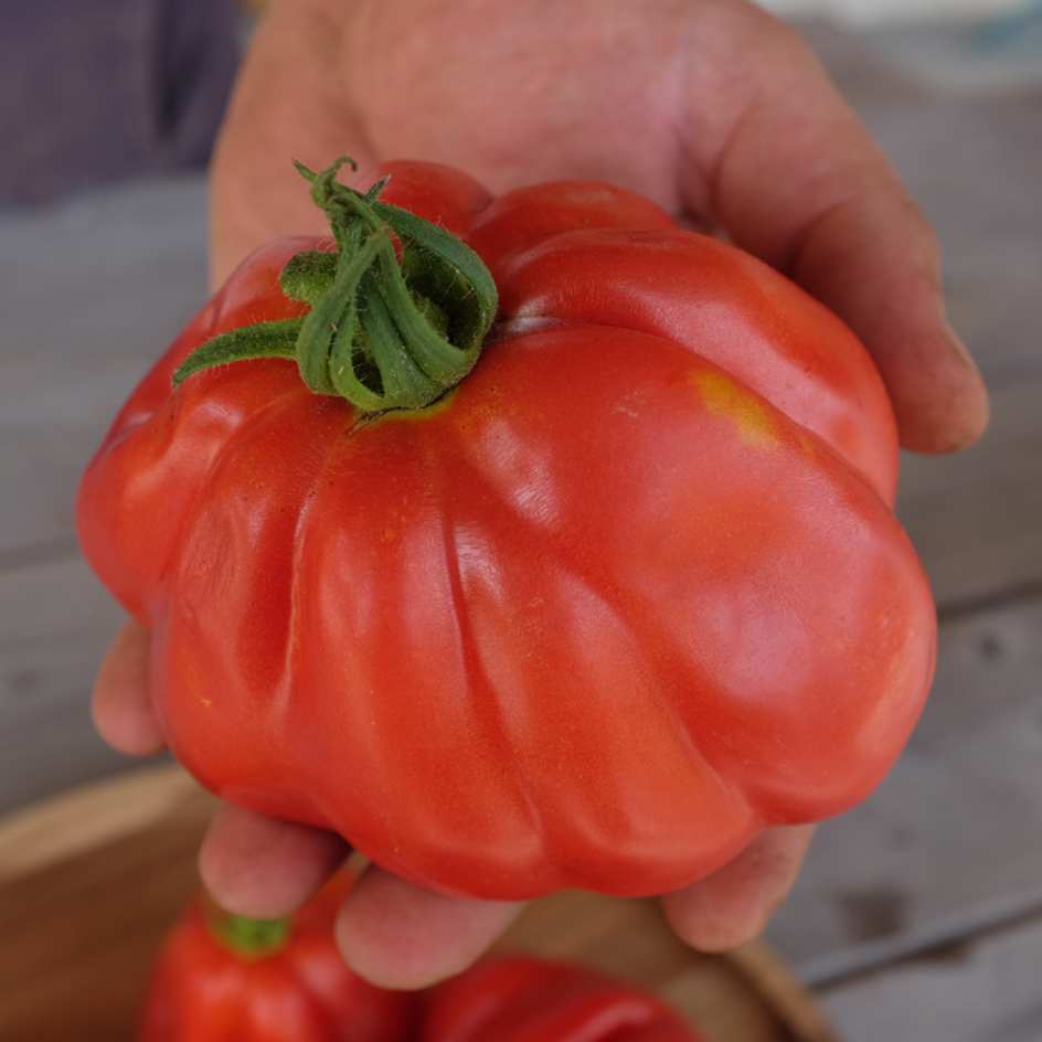 tomate-goldman-italian-american-bio-semence-boite-a-graines-2025 (4)_WEB