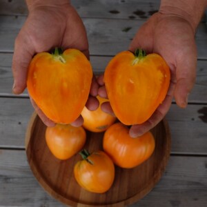 main tenant un fruit coupé en deux de tomate mangue de couleur orange bio graines plants non hybride