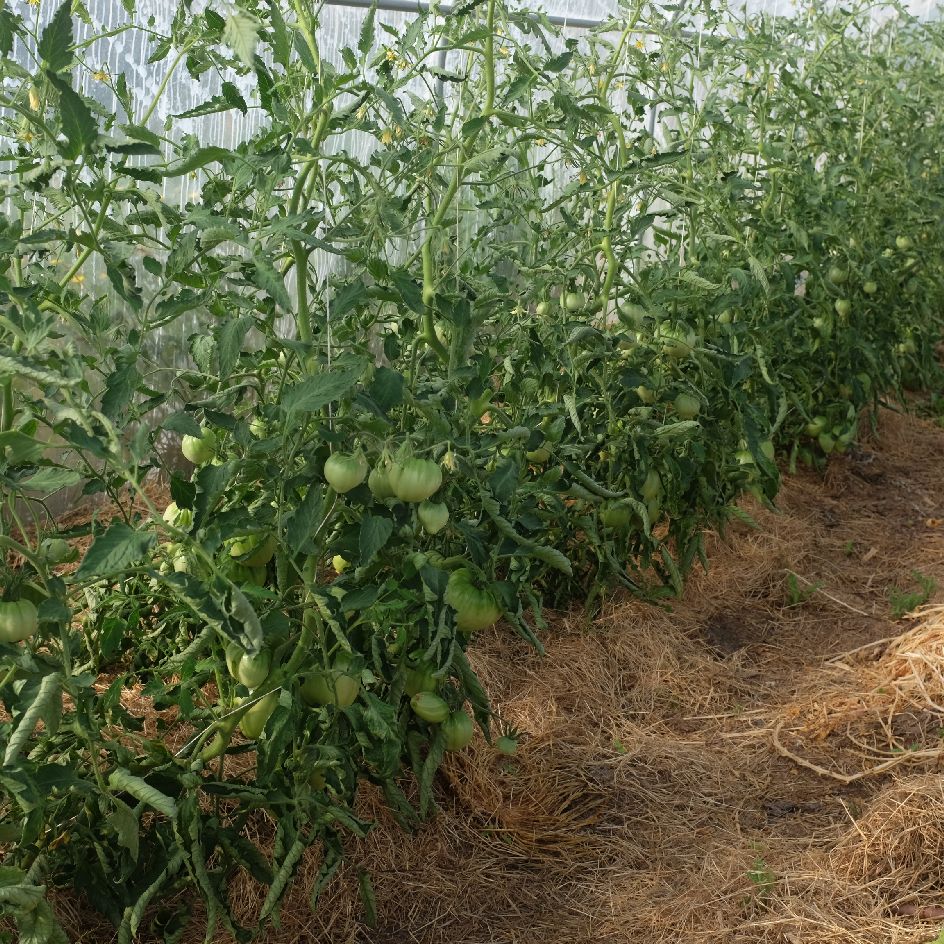 tomate-mangue-bio-semence-la-boite-a-graines-2025 (3)_WEB plants de tomate mangue bio graines plants non hybride