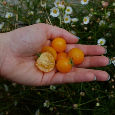 tomate Orange Hat : variété miniature, idéal en culture en pot, sur balcon ou terrasse. Fruit orange de type tomate cerise. Semences reproductibles.