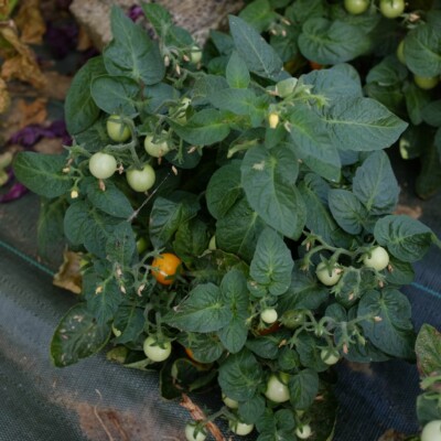 tomate Orange Hat : variété miniature, idéal en culture en pot, sur balcon ou terrasse. Fruit orange de type tomate cerise. Semences reproductibles.