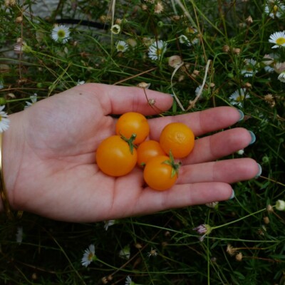 tomate Orange Hat : variété miniature, idéal en culture en pot, sur balcon ou terrasse. Fruit orange de type tomate cerise. Semences reproductibles.