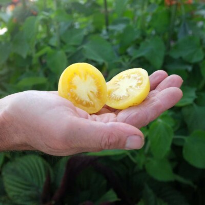 Tomate pêche blanche coupée en deux dans une main. semences