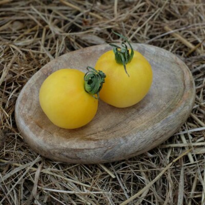 tomates pêche blanche dans une coupelle en bois. semences