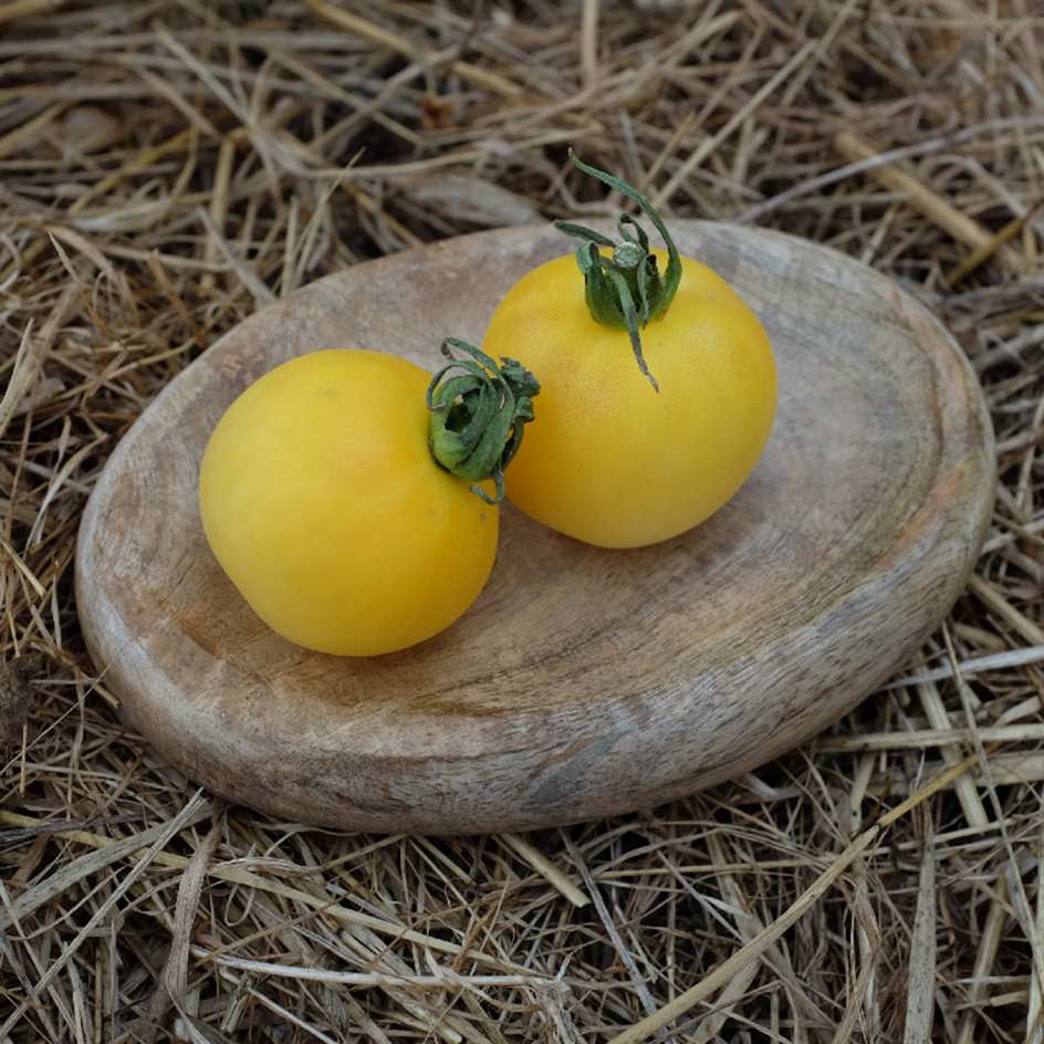 Tomate Pêche Blanche Bio