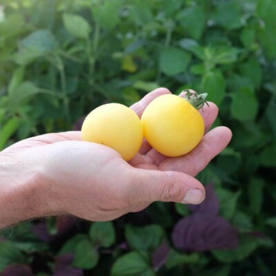deux tomates pêche blanche dans une main. semences