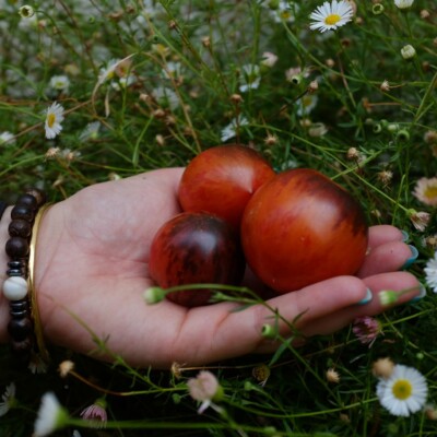tomate Shadow Boxing : variété originale, fruit rouge-orange, taches violettes à noires. Création de Tom Wagner. Semences reproductibles.