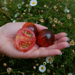 tomate Shadow Boxing : variété originale, fruit rouge-orange, taches violettes à noires. Création de Tom Wagner. Semences reproductibles.