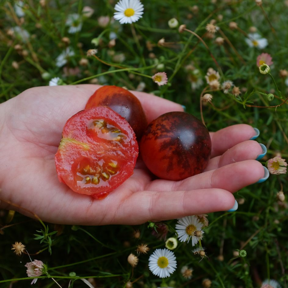 Tomate Shadow Boxing Bio