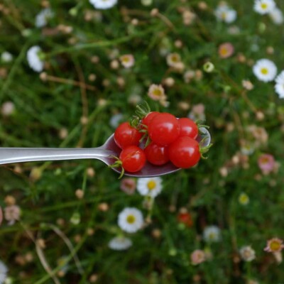 tomate spoon dans une cuillère avec un fond flou de fleur graines semences